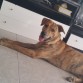 bicho cruce de pastor